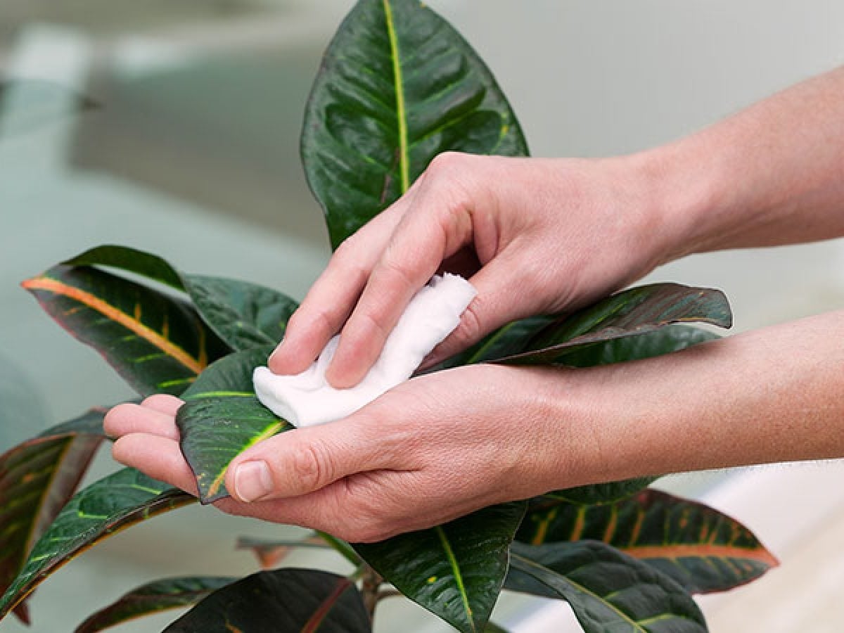 Plantas