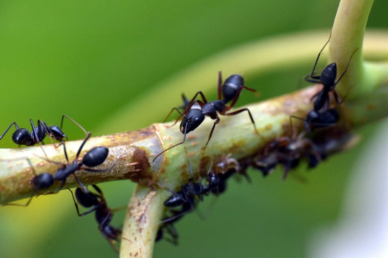 hormigas 3