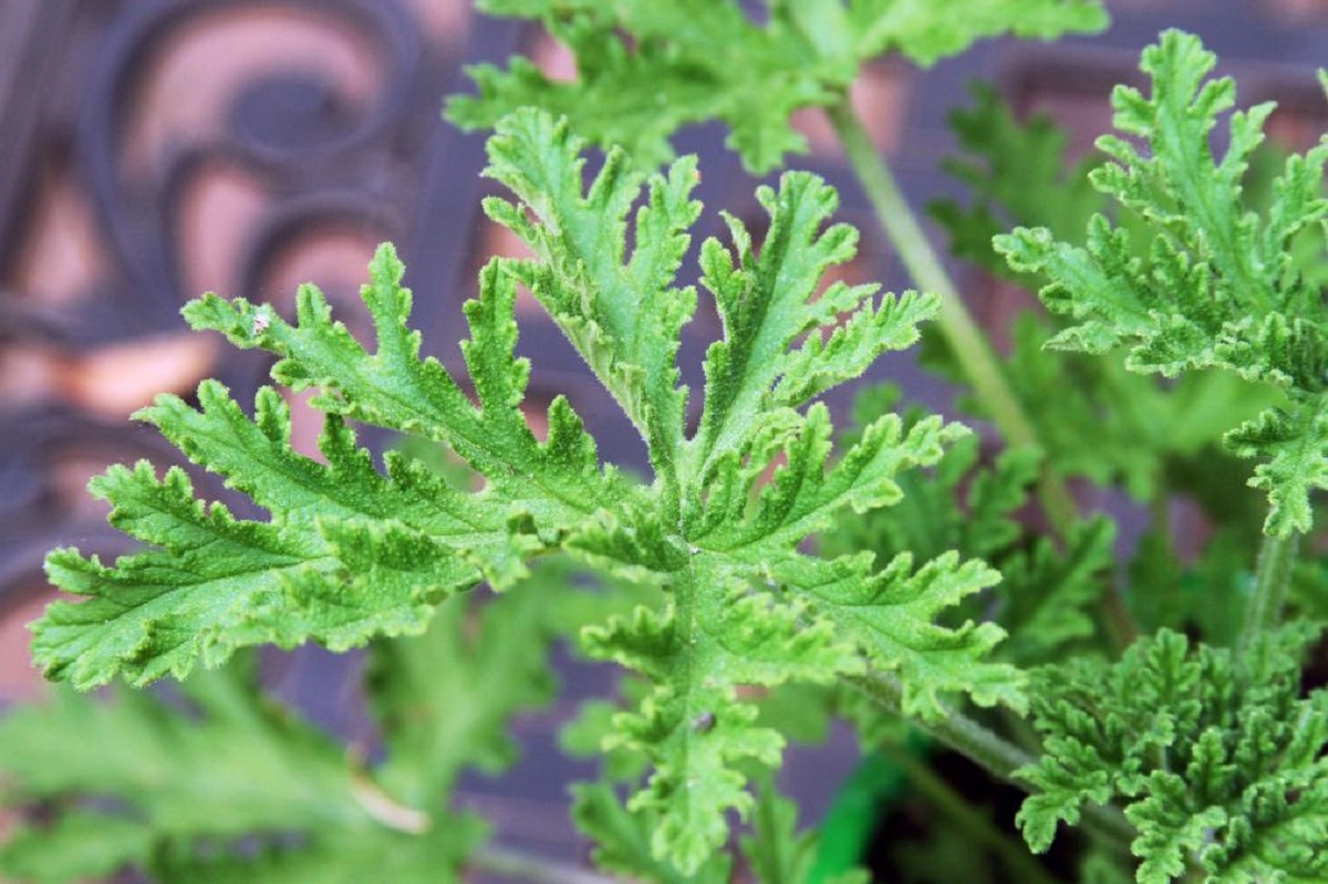 Plantas