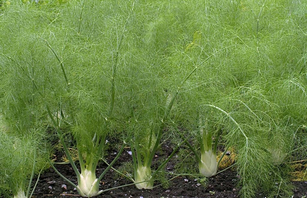 plantas2