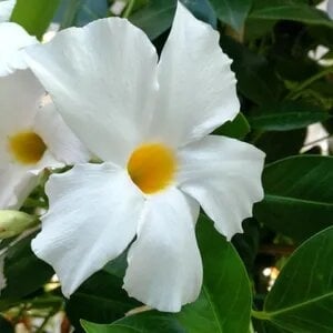 Dipledenia 1