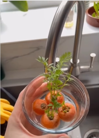 vegetales 2