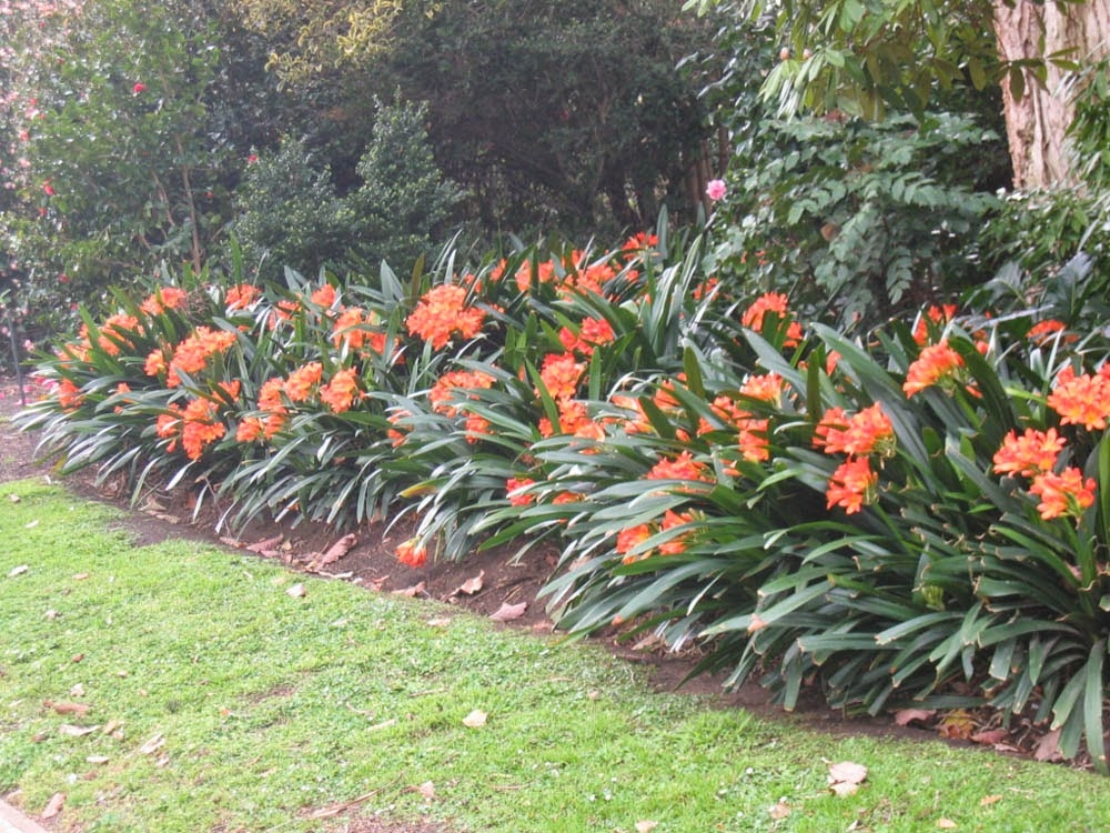 clivias