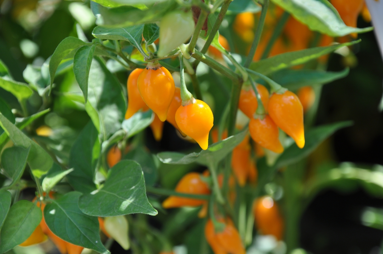 chile habanero