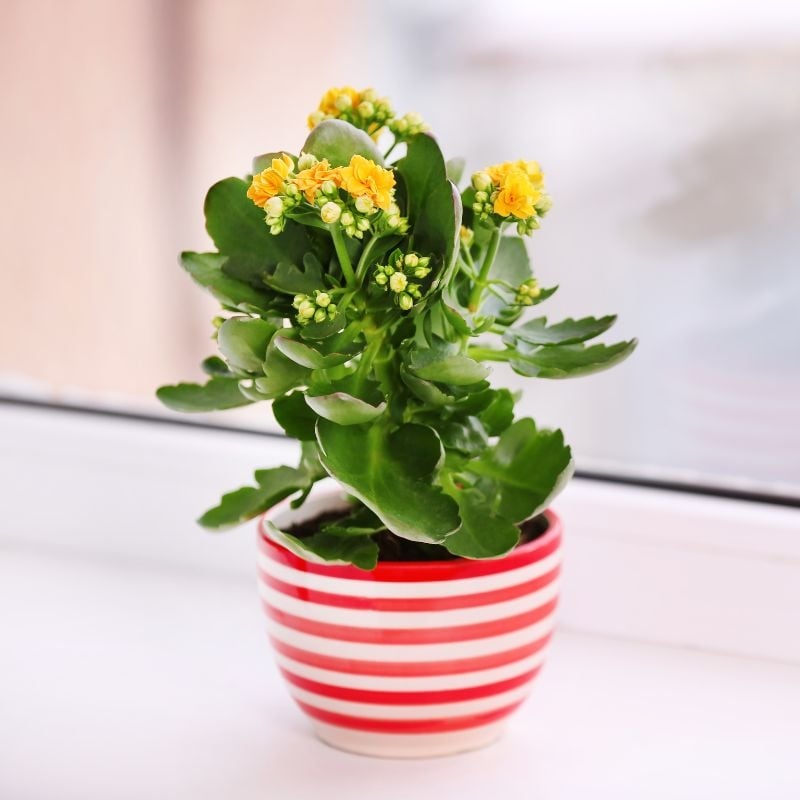 plantas3