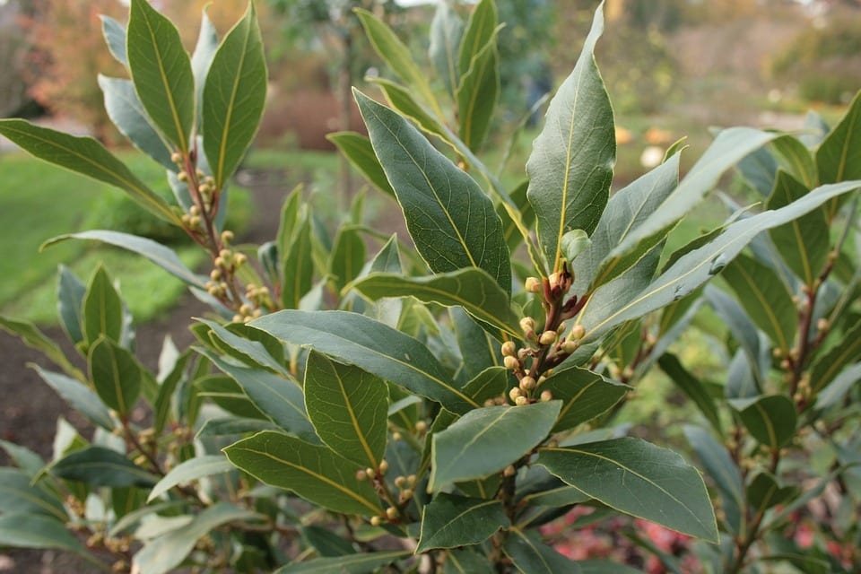 laurel 1