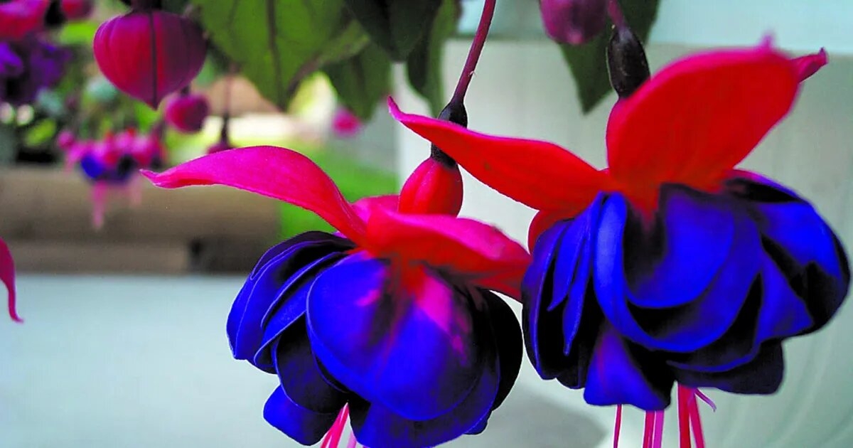 fuchsia-2