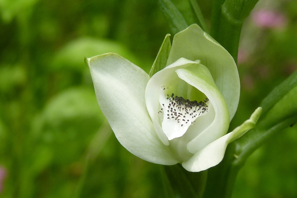 orquidea de talar 1