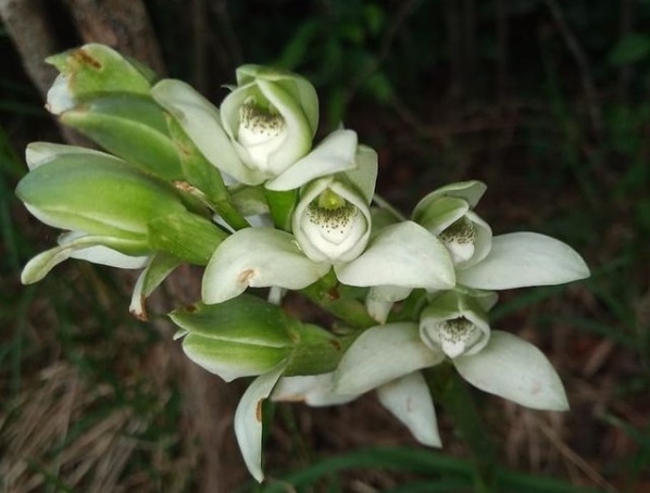 orquidea de talar 2