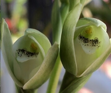orquidea de talar 3