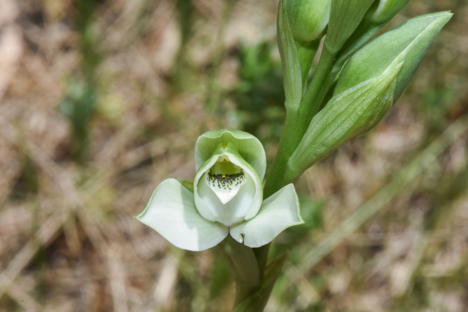 orquidea de talar