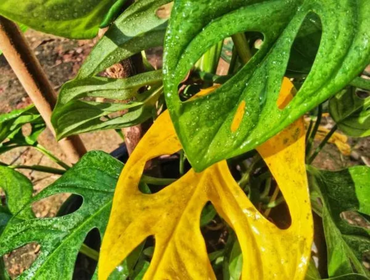 mi_monstera_adansonii_tiene_las_hojas_amarillas_que_hago_4378_6_600