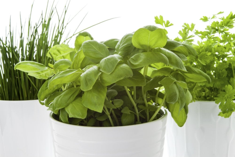 plantas1