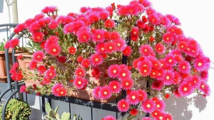 plantas3