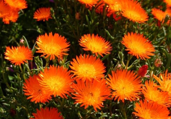 plantas2