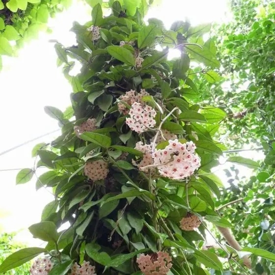 Planta 2