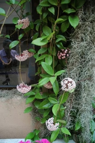 Planta 5