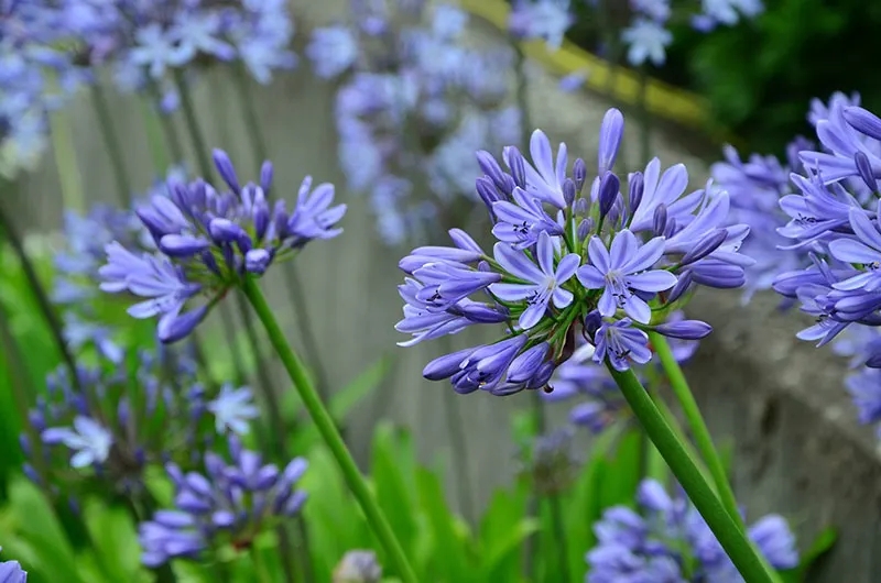 agapanthus 1