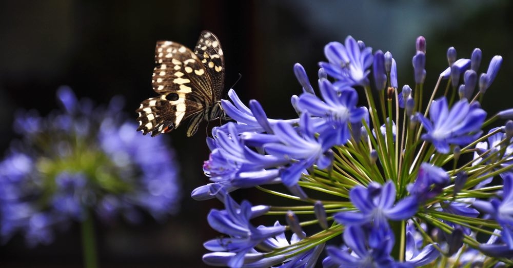 agapanthus 2