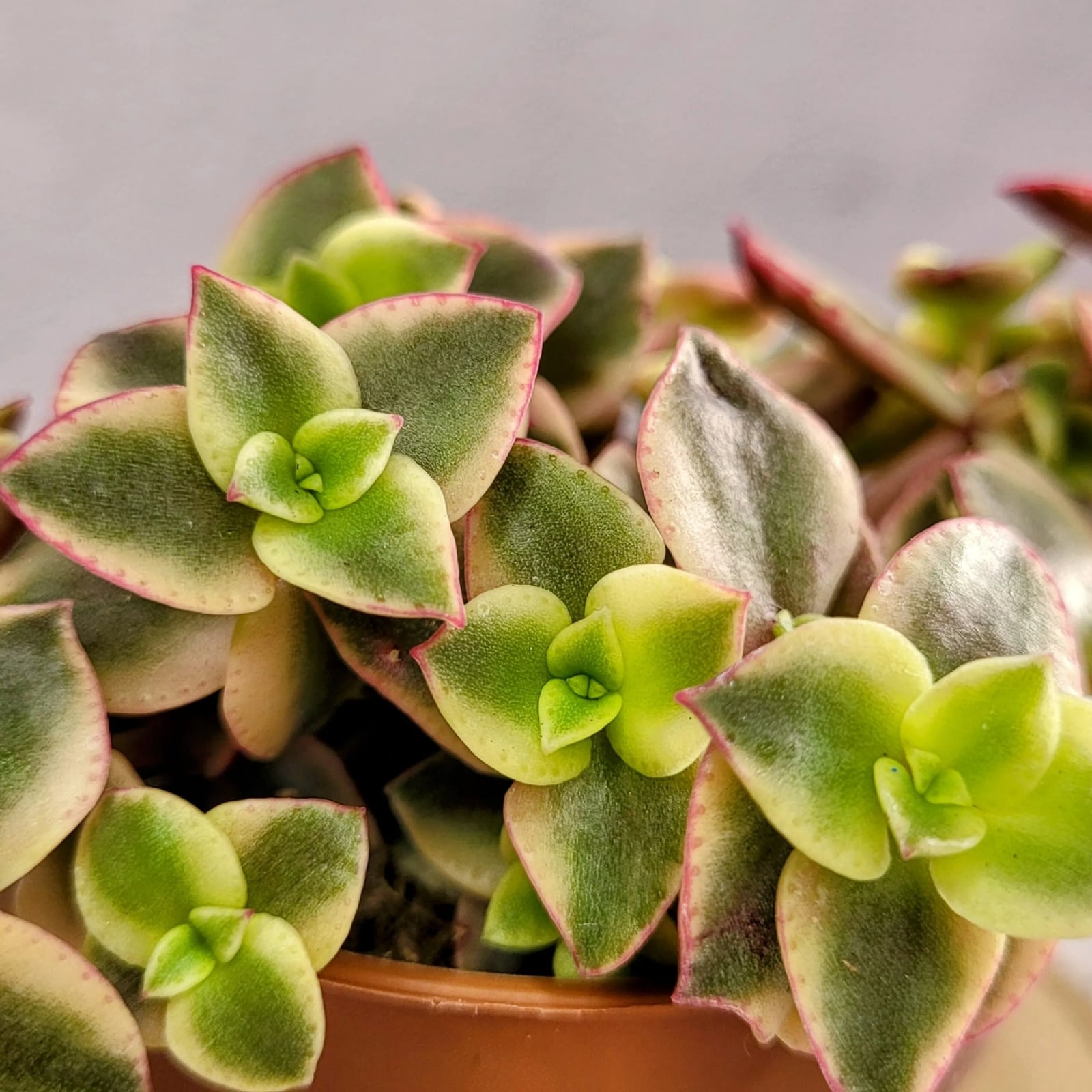Crassula-Pellucida-Marginalis-Variegata-805-01-scaled