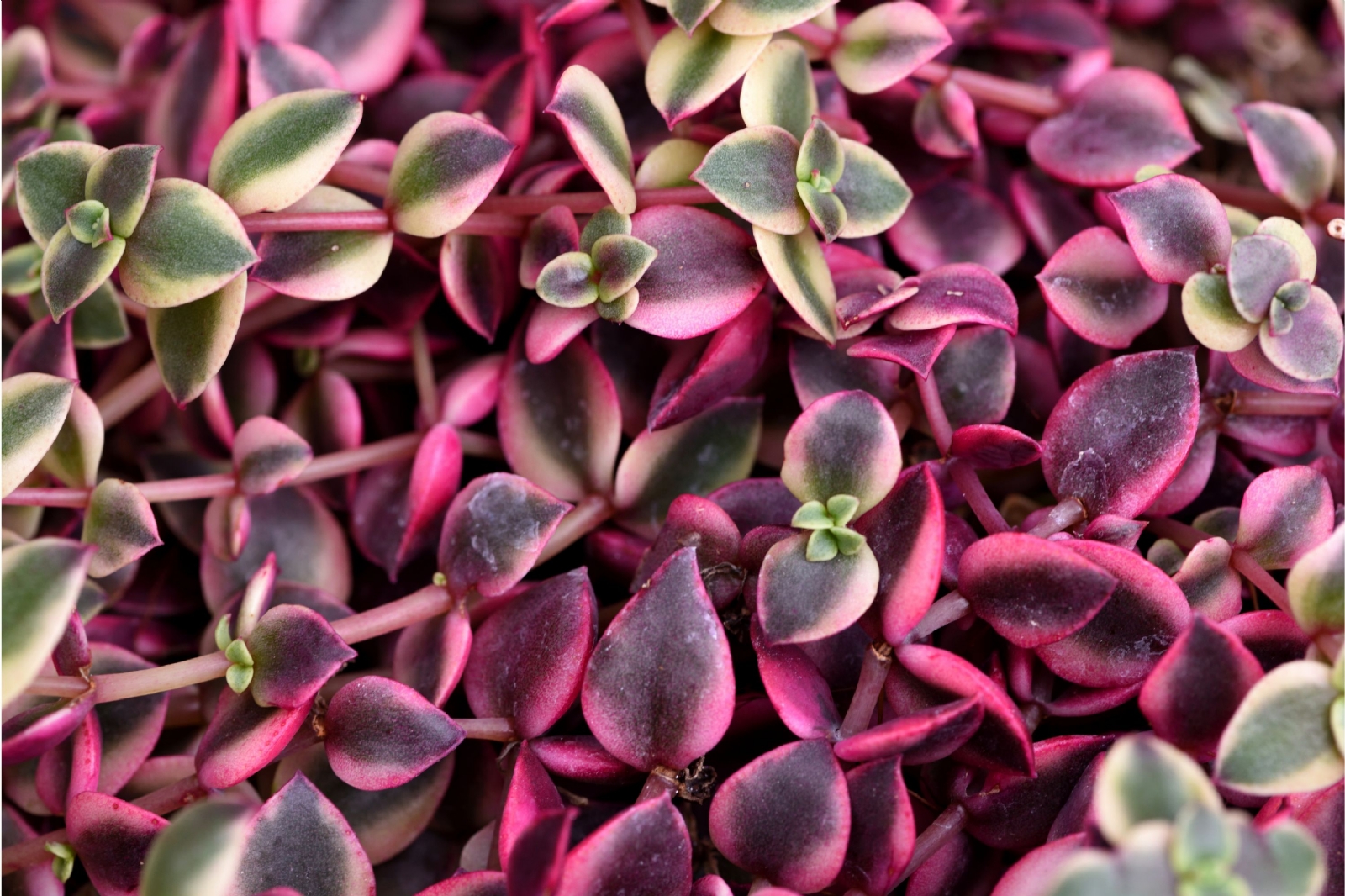 crassulastrigosa_4940720498219602