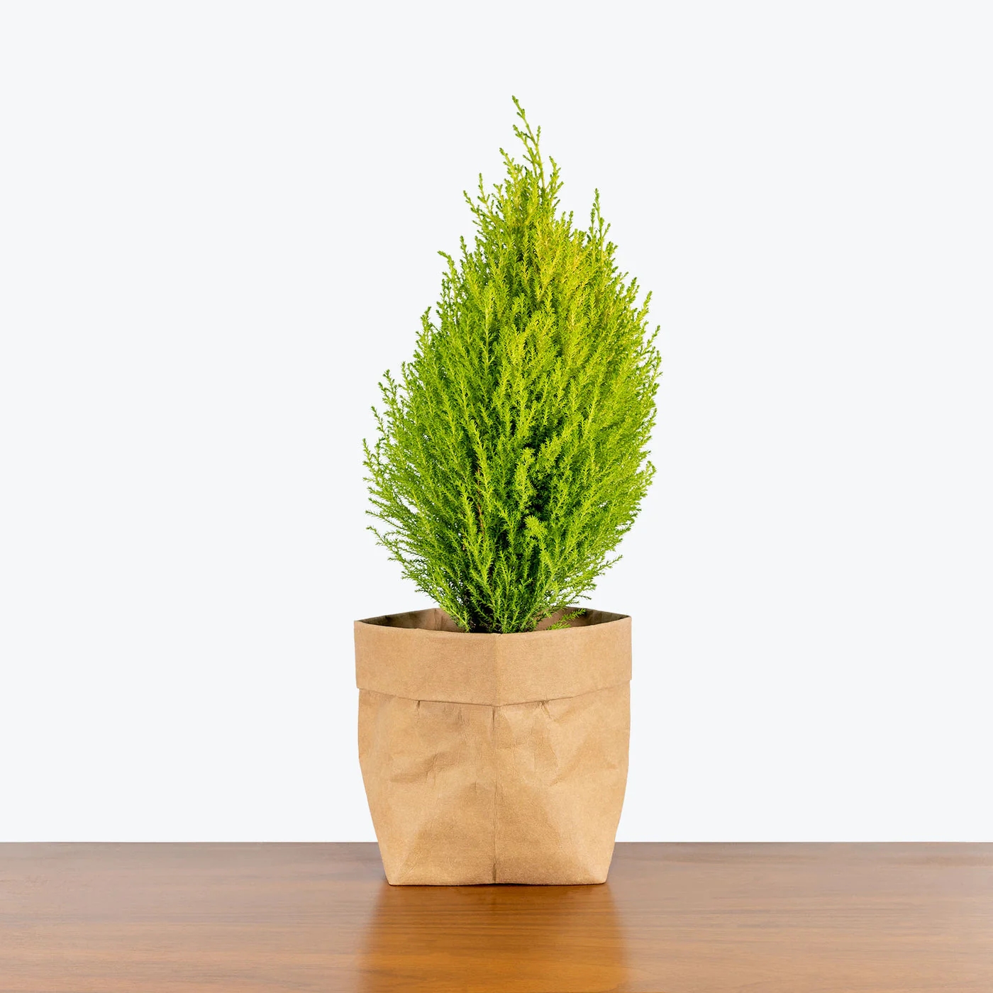 LemonCypress6b_1400x_9aeddf23-45bd-4c77-af76-d745a169a108