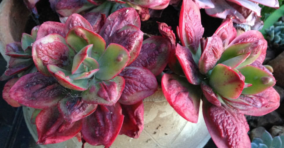 Echeveria-Baron-Bold