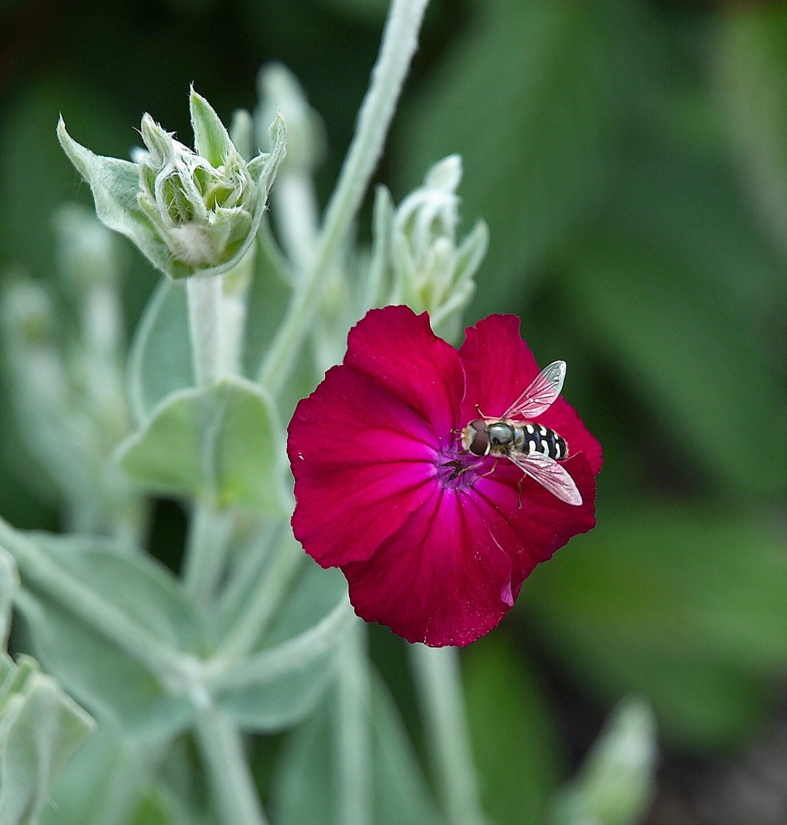 Lychnis_coronaria_C