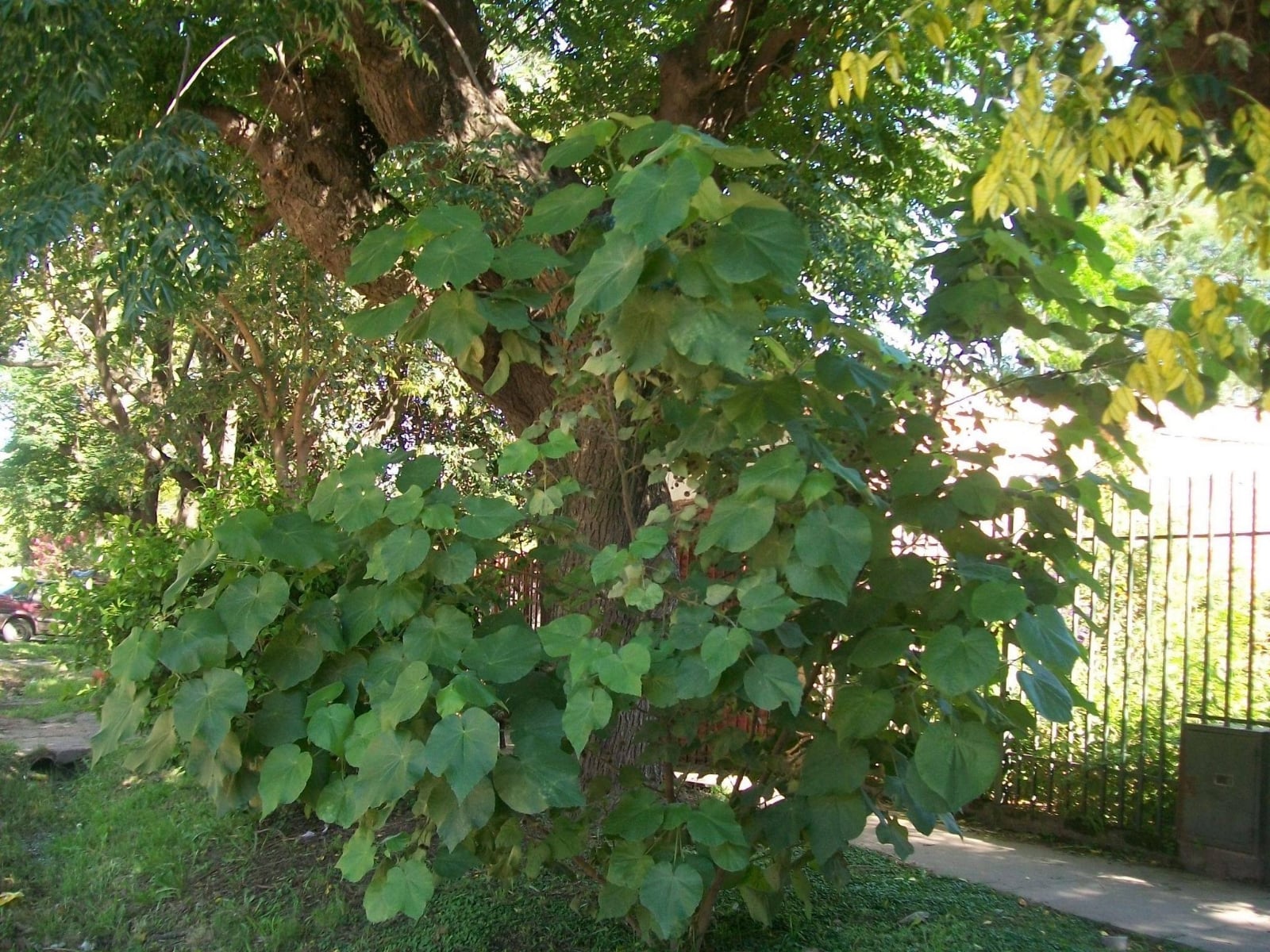 Planta