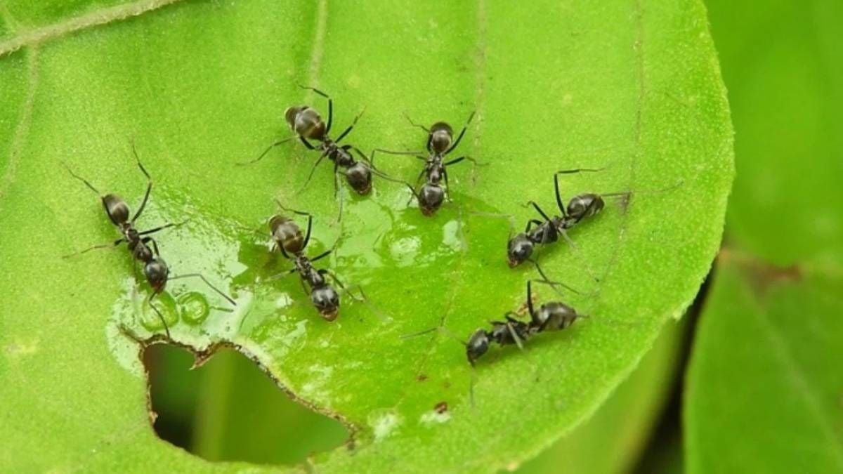 plantas-eliminar-hormigasjpg