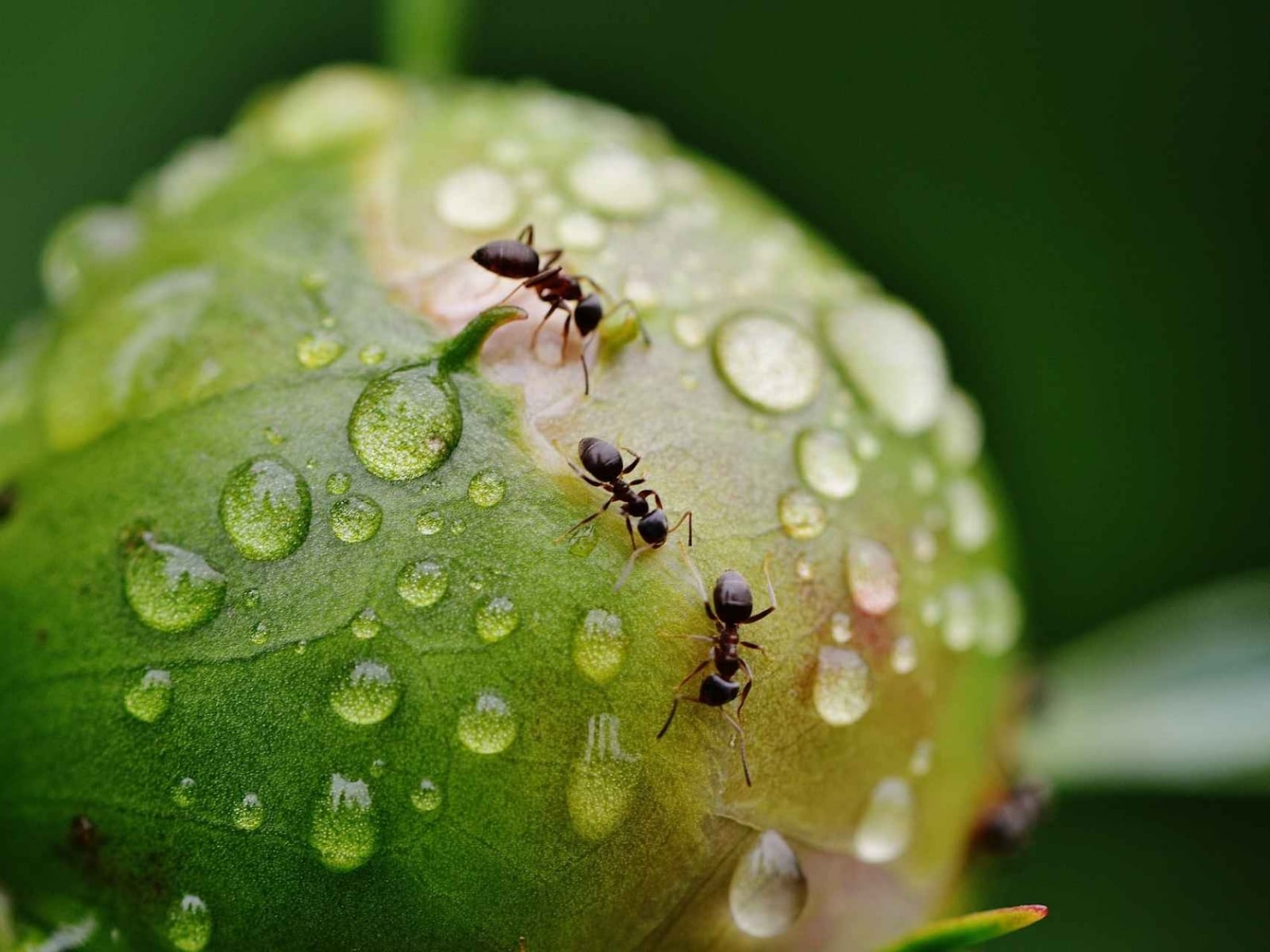 insectos-plantas-remedios_caseros_489213103_151816131_1706x1280