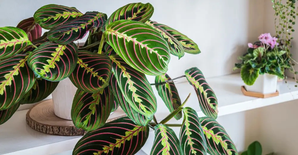maranta 1