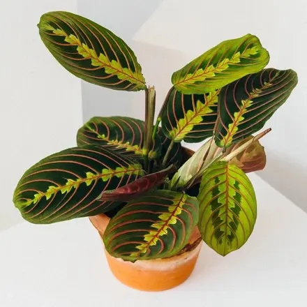 maranta 2