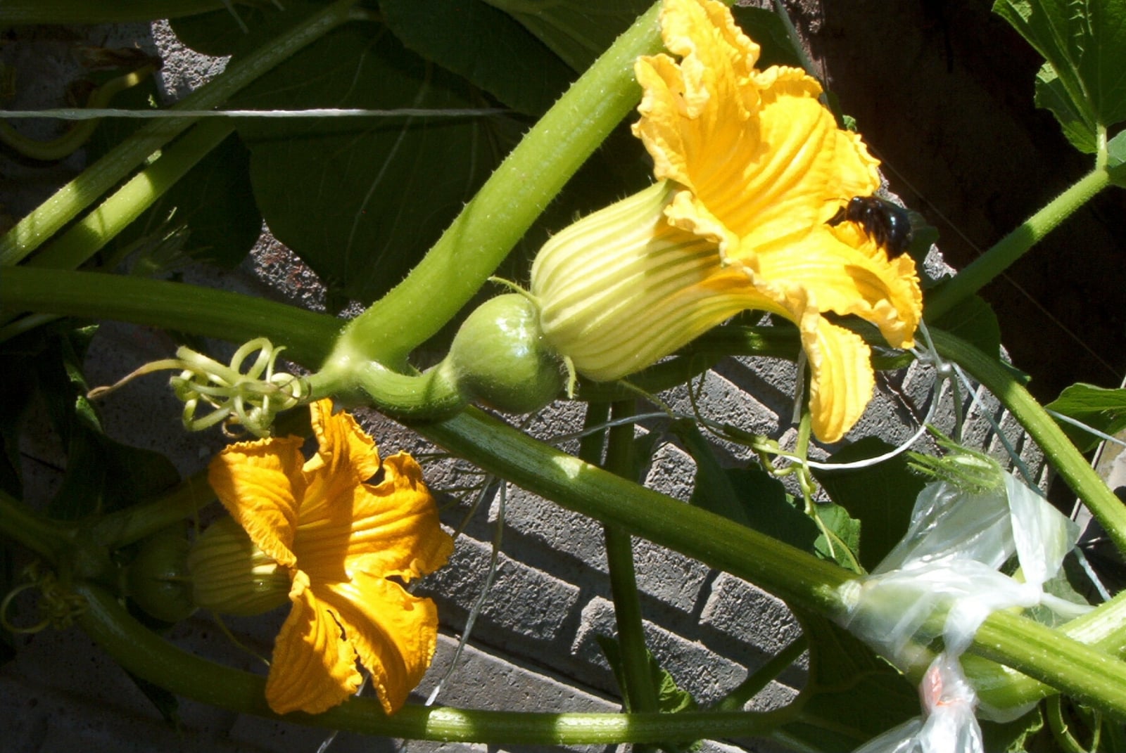 planta de zapallitos 2 (1)