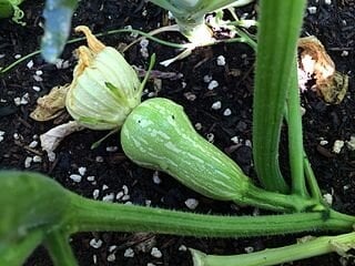 planta de zapallitos 3 (1)