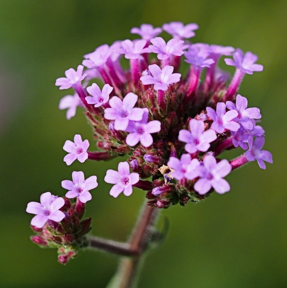 plantas nativas 2