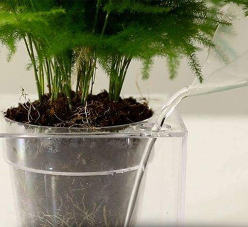 plantas1