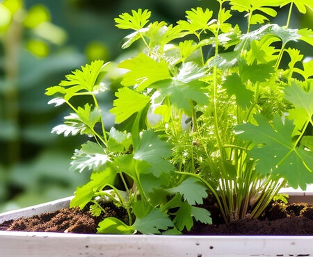 plantas2
