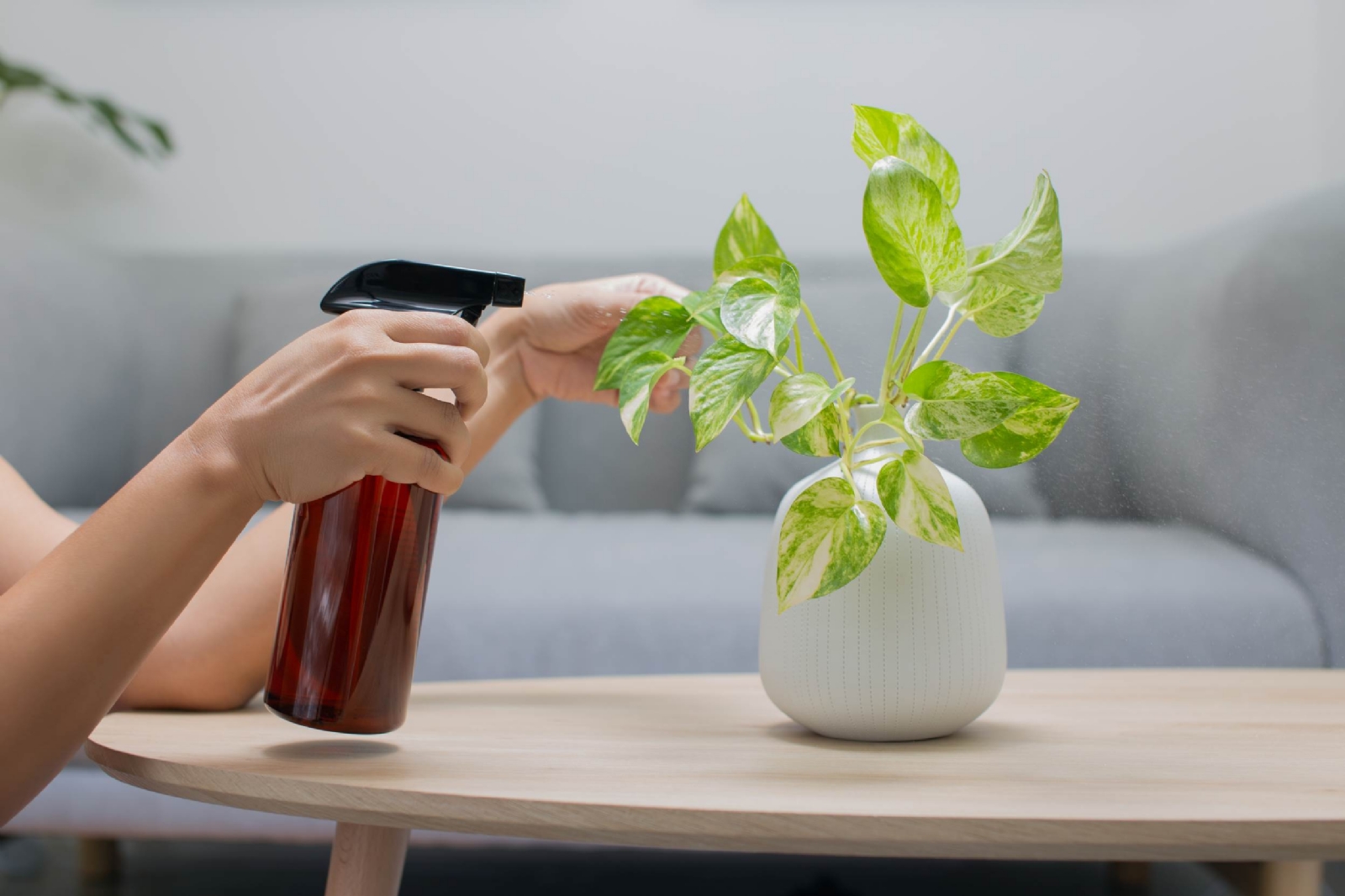 regar-planta-interior