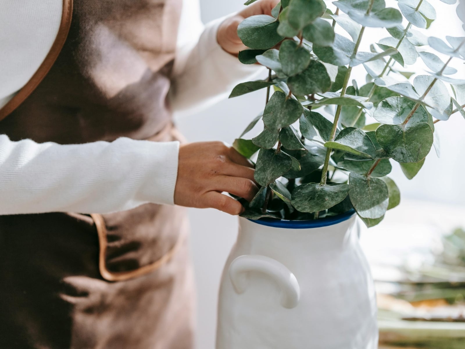 Plantas
