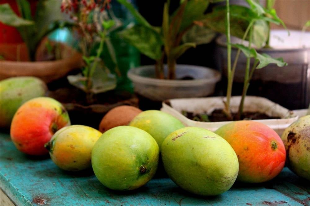 como-cultivar-mango-en-maceta_f84b7915_1000x666