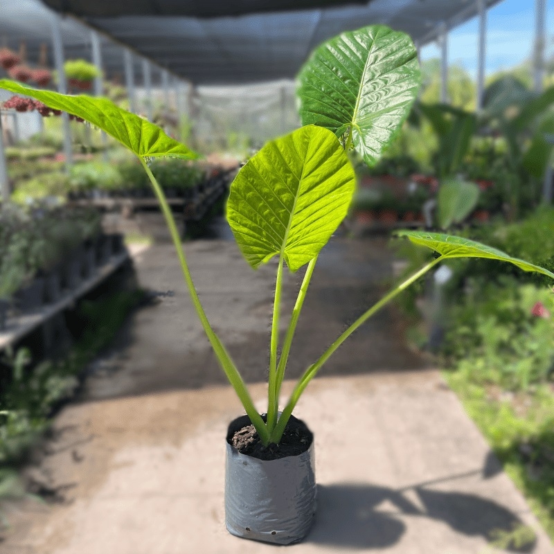 Flor de la V 5