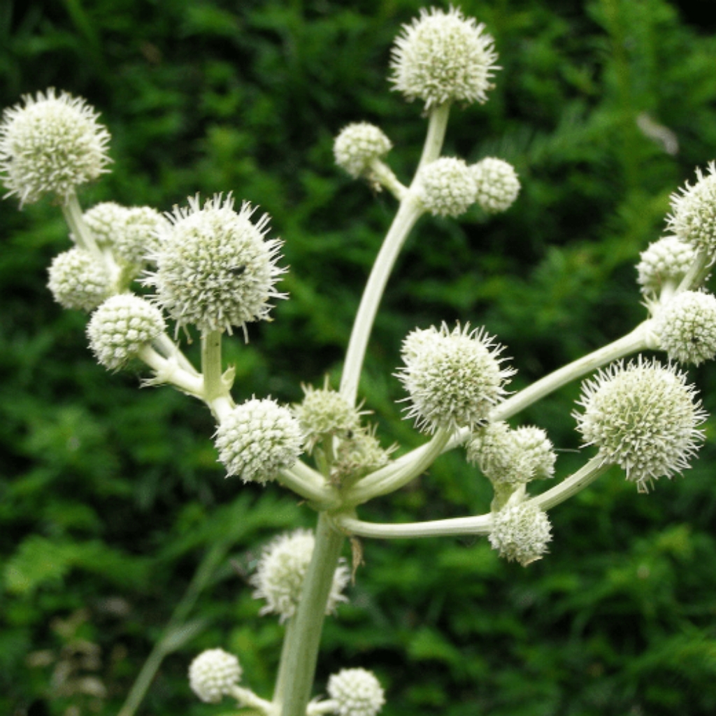 eryngium elegans 1