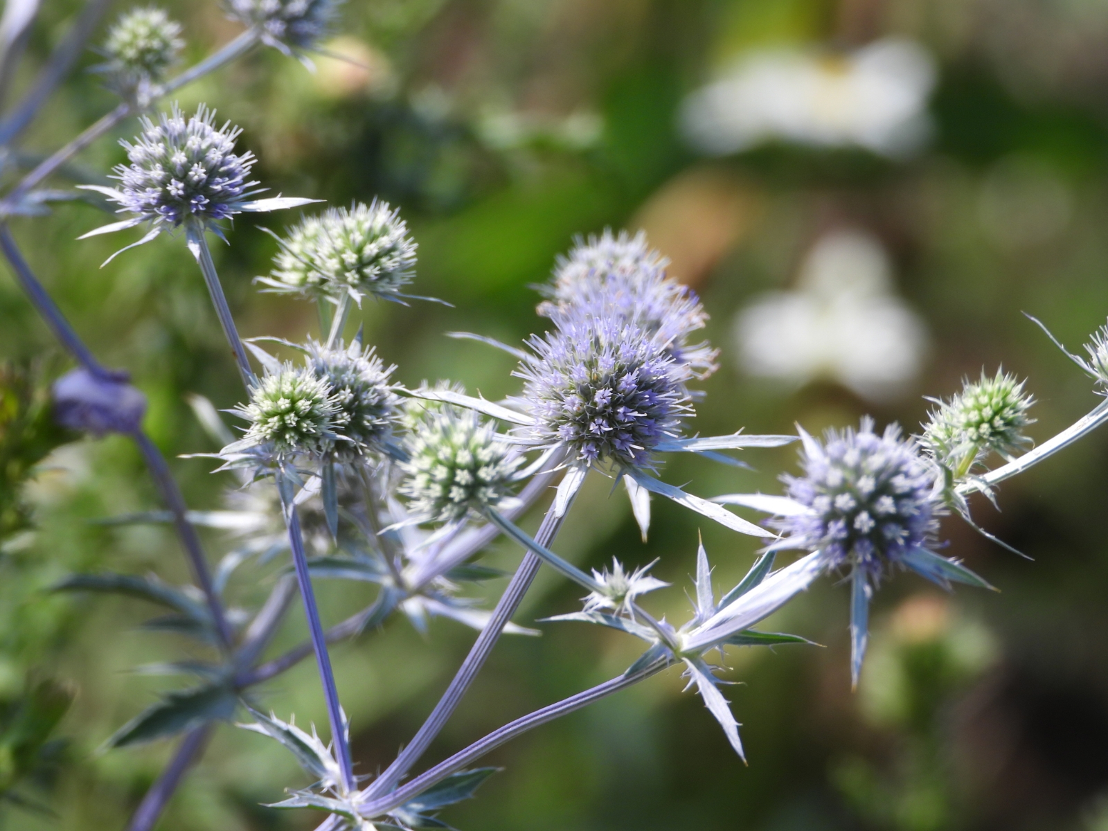 eryngium elegans