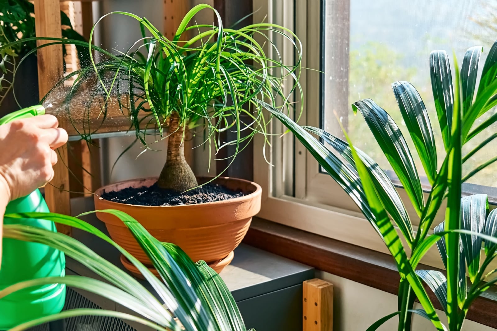 Planta