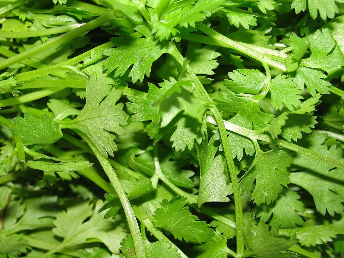 Cilantro (1)