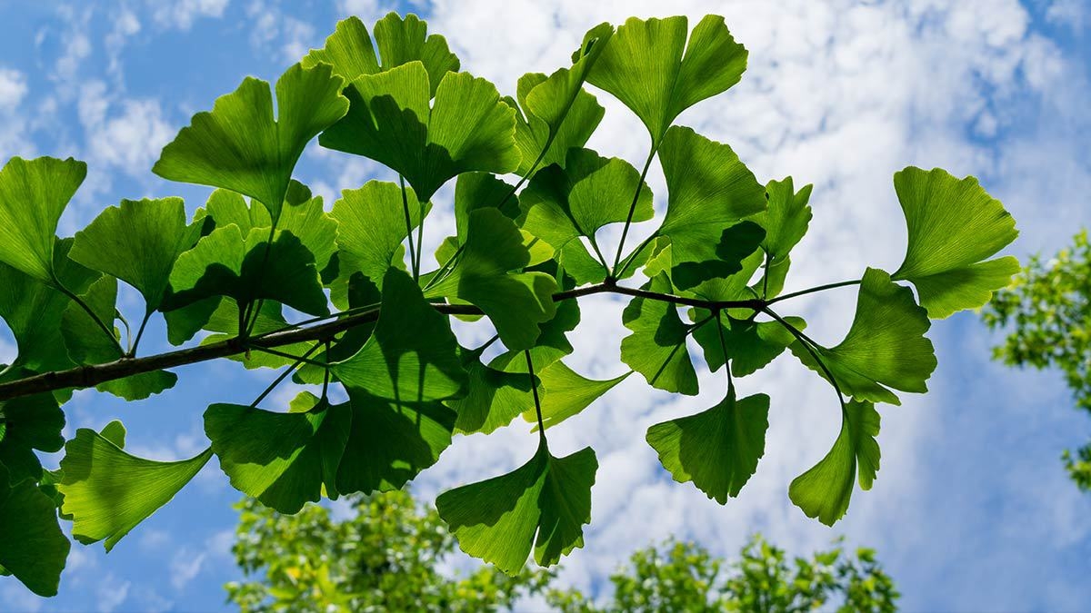 ginkgo-biloba-y-sus-usos-jpg-152839