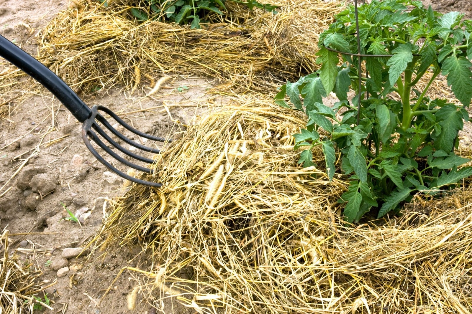 mulching-de-paja-3