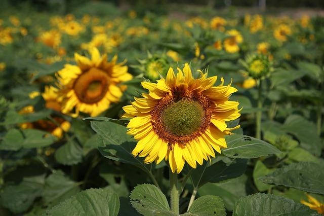 como_plantar_girasoles_paso_a_paso_2270_1_orig