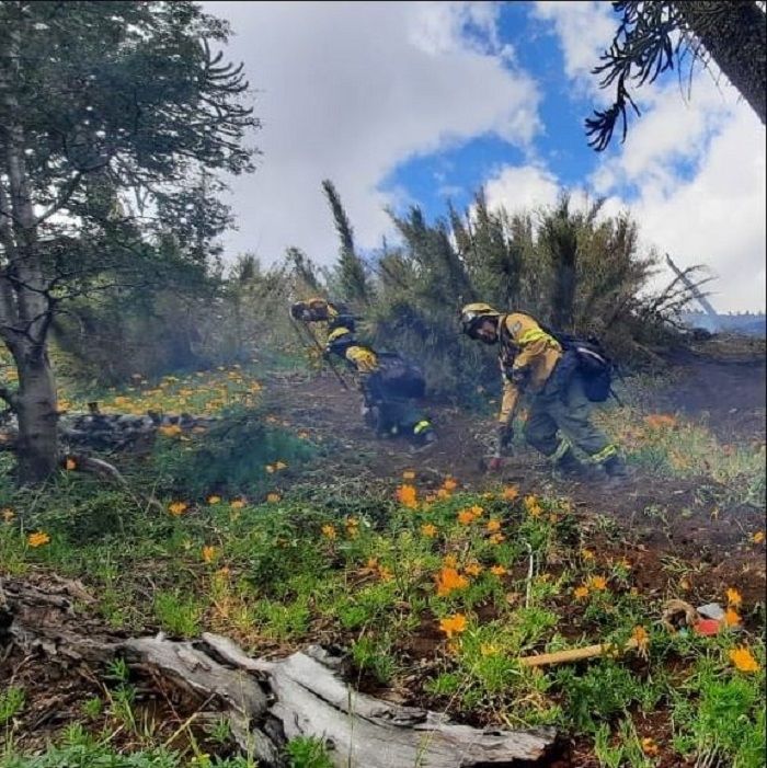informe incendios face2
